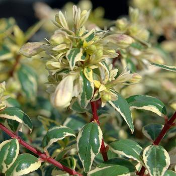 Abelia x grandiflora Suntastic™ 'Radiance'