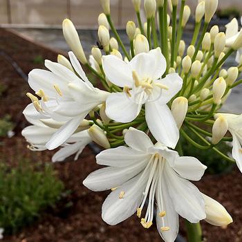 Agapanthus 'Alicia'