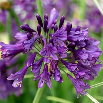 Agapanthus 'MP003' PP30163