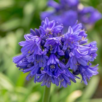 Agapanthus 'Ever Midnight™' PP30164