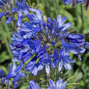 Agapanthus 'ANDbin' PP26336