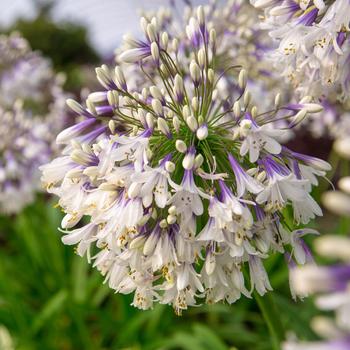 Agapanthus 'MDB001' PP30162