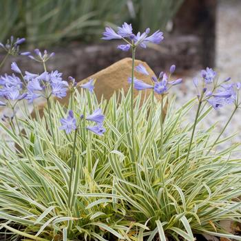 Agapanthus 'Golden Drop'