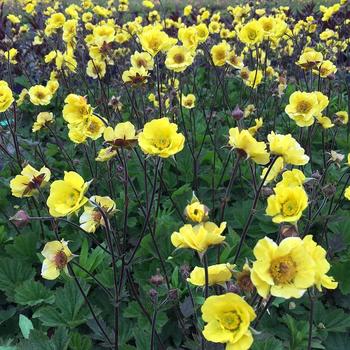 Geum 'Top Shelf Margarita' 