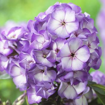 Phlox paniculata 'Fantasy™ Purple Bicolor' 