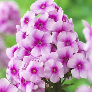 Phlox paniculata 'Compact Festival™ Rose Dark Eye' 