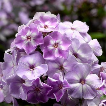 Phlox paniculata 'Compact Lilac with Eye' 