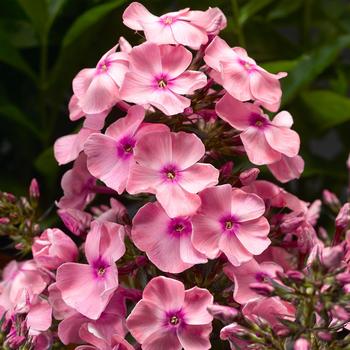 Phlox paniculata 'Compact Pink with Eye' 