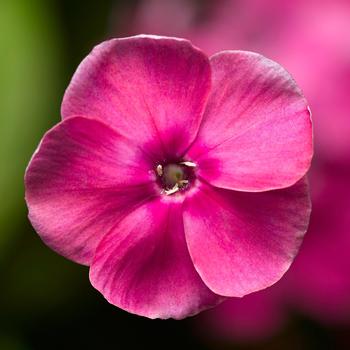 Phlox paniculata 'Compact Rose' 