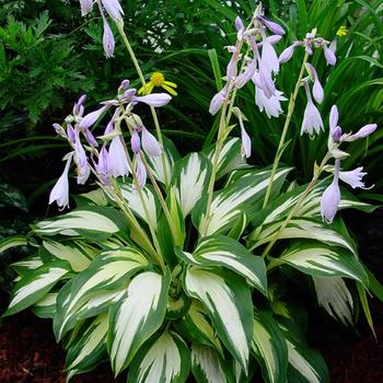 Hosta 'Christmas Candy'