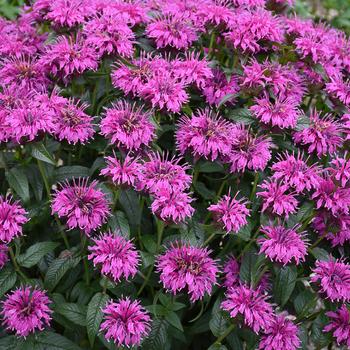 Monarda 'Electric Neon Purple'