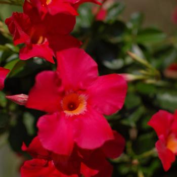 Mandevilla Sundenia® 'Coral'