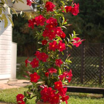 Mandevilla 'Red' 