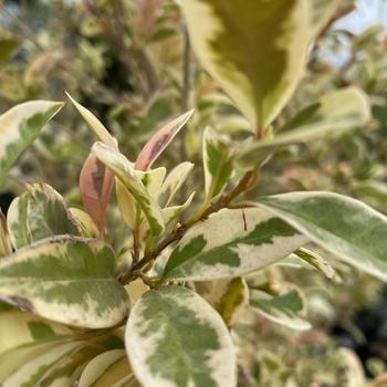 Eugenia myrtifloia 'Variegata' 