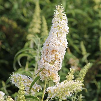 Buddleia Butterfly Towers™ 'White'