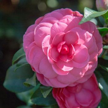 Camellia japonica 'Early Autumn' 
