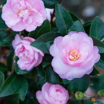 Camellia sasanqua 'Light Pink Shi Shi™'