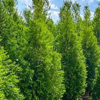 Thuja plicata 'Green Valley™'