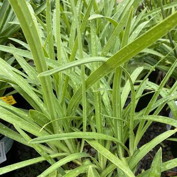 Agapanthus 'Purple Cloud' 