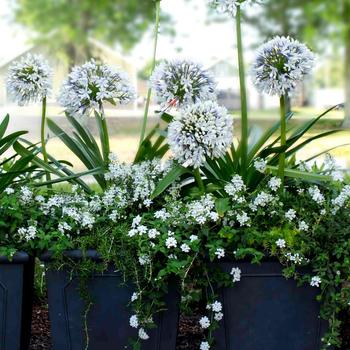 Agapanthus orientalis 'Queen Mum™'