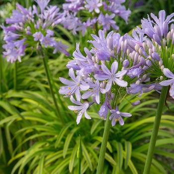 Agapanthus africanus 'Neverland' PPAF