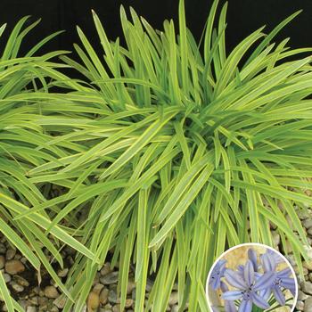 Agapanthus africanus 'Neverland' (182990)