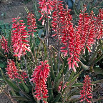 Aloe 'Safari Rose'