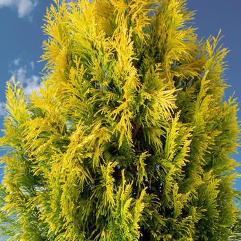 Thuja plicata 'Forever Goldy'