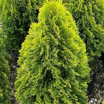 Thuja occidentalis 'Highlights™'