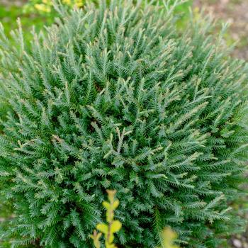 Thuja occidentalis 'Pancake™'