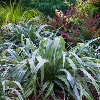 Astelia chathamica x nervosa 'Silver Shadow'