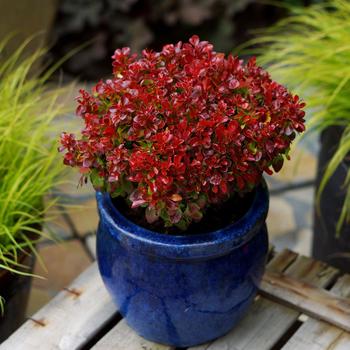 Berberis thunbergii 'Lutin Rouge'