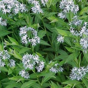 Amsonia tabernaemontana var. salicifolia