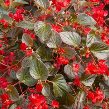 Begonia x benariensis 'Red with Bronze Leaf' 