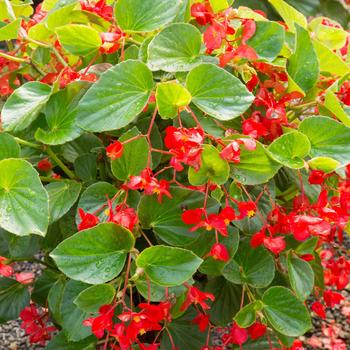 Begonia x benariensis Whopper® 'Red with Green Leaf'