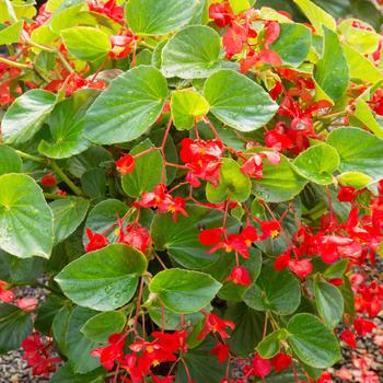 Begonia x benariensis 'Red with Green Leaf' 