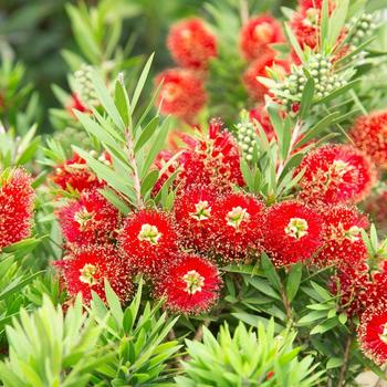 Callistemon viminalis 'Light Show®'