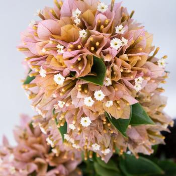 Bougainvillea Tiki™ 'Tropical Swizzle'