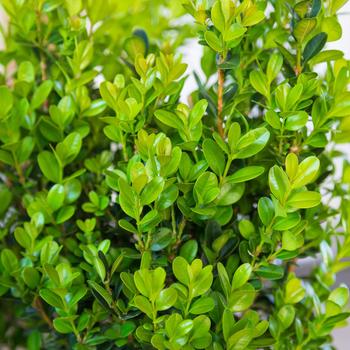 Buxus microphylla 'Winterstar™'