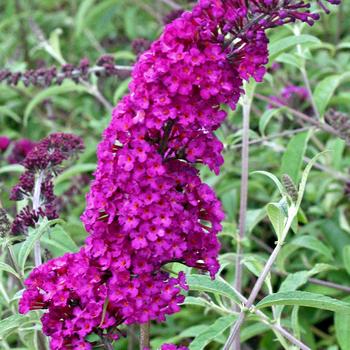 Buddleia Butterfly Towers™ 'Magenta'
