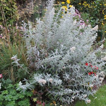 Buddleia 'Silvery Anniversary™'