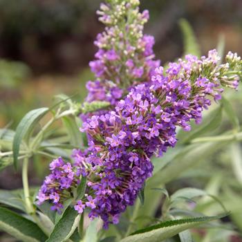 Buddleia davidii 'Ultra Violet™'