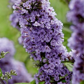 Buddleia 'High Five™ Purple'