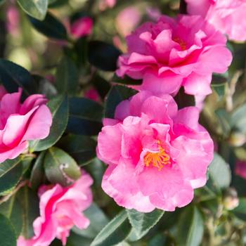 Camellia sasanqua 'Alabama Beauty™'