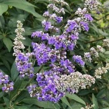 Vitex agnus-castus 'Lecompte' 