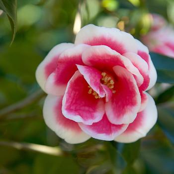 Camellia x vernalis 'Green J-039' 