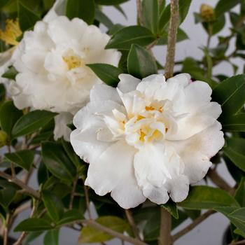 Camellia sasanqua 'Diana™'