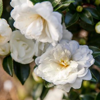 Camellia sasanqua October Magic ® 'Bride™' PP20539