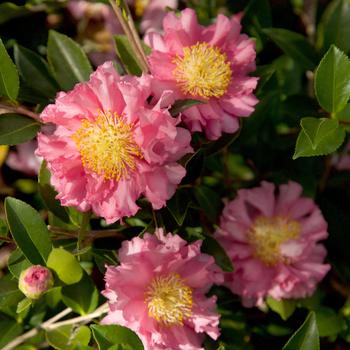 Camellia sasanqua October Magic® 'Carpet'