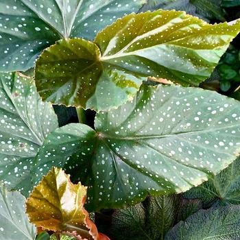 Begonia 'Lucerna' 